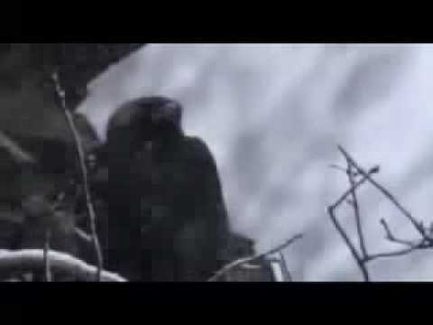 Shearwater - The Snow Leopard