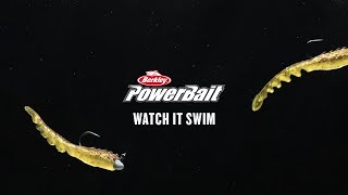 Powerbait Fan Tail Shrimp Watch It Swim