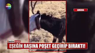 Eşeğin başına poşet geçirip bıraktı!