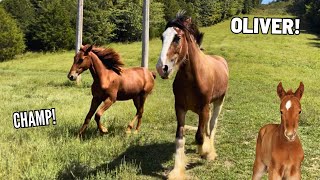 Big Changes For Our Clydesdale, Oliver And Homestead Foals!