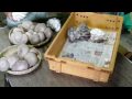 【山梨通販】贈答エリンギ・ヒラタケのカゴ盛