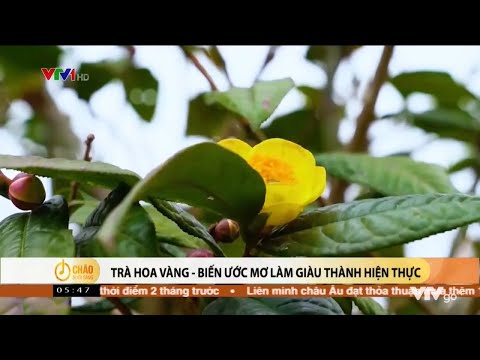 Trà hoa vàng - biến ước mơ làm giàu thành hiện thực
