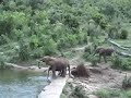 Elephant Eco Tours