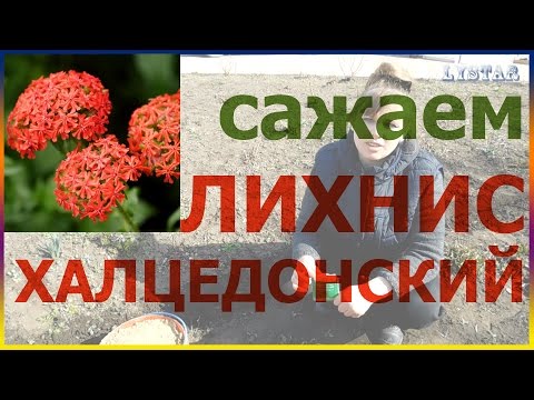 Сажаем лихнис халцедонский Как посадить лихнис посадка уход выращивание