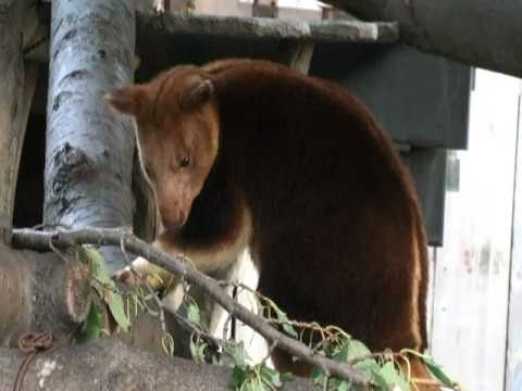 セスジキノボリカンガルー（よこはま動物園ズーラシア）