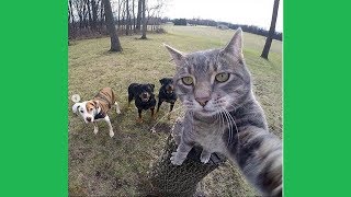 Ultimate Funny Cats Compilation 2019 #3 😂🤣