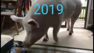 СМЕШНЫЕ ЖИВОТНЫЕ видео подборка 3 FUNNY ANIMALS VIDEO
