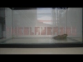 Bullfrog Eats Mouse - Slow Motion