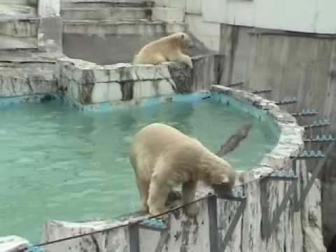 09年8月2日 華麗なる走り（円山動物園　ホッキョクグマ）