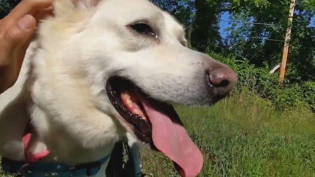 Bailey