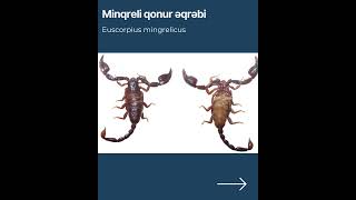 Azərbaycanda Olan Əqrəb Növləri Tam Si̇yahi