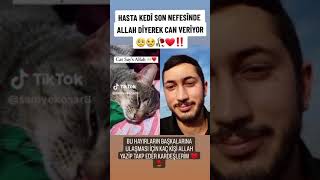 Ölmeden Önce Allah Diyen Kedi