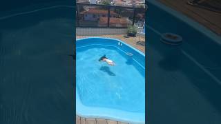 Clarinha Jogou Bebê Reborn Dentro Da Piscina