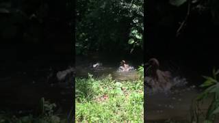 Happy Ducks Playing In Water Happy Ducks Playing In Water