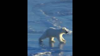 It Isnt Easy For Bears To Walk On Ice