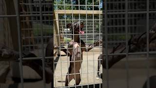 Older Pups Available Right Now Ready To Go