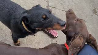 German Shorthaired Pointer Plays With Jagd Terrier