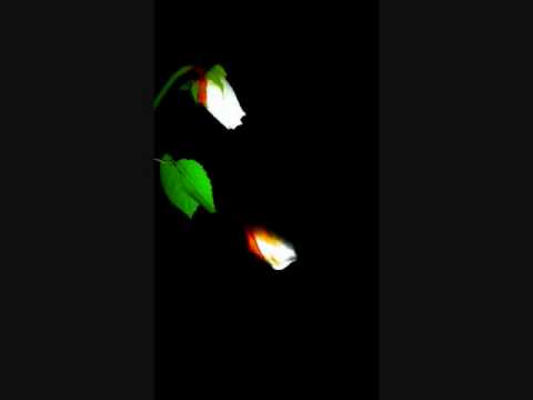 You Don't Know What Love Is Video