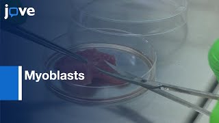 Myoblasts Isolation, Differentiation And Calcium Entry Essment Protocol Preview