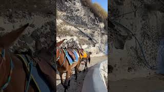 The Donkeys Of Santorini