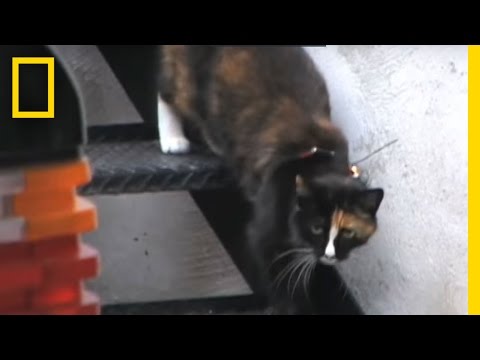 POV: Cat vs. Rat