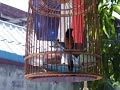 นกกางเขนดง