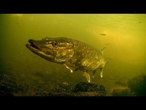 ловля щуки на балансир видео подводная съемка ловля щуки на балансир видео подводная съемка
