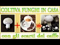 FONDI CAFFE' + SCARTI FUNGO, uniscili e rimarrai stupito, cultivar setas, to gr