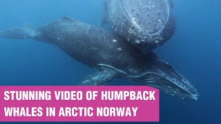 Amazing humpback whales diving in Norway by Steve Truluck