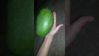 Biggest Mangoes In World