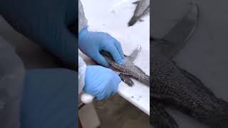 Black Sea B Gills To Grill