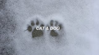 cat & dog | txt (투모로우바이투게더) eng lyrics