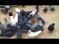 indian pigeon