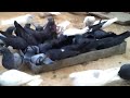 indian pigeon