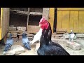 indian pigeon