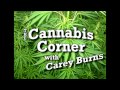 Hermaphroditic Cannabis