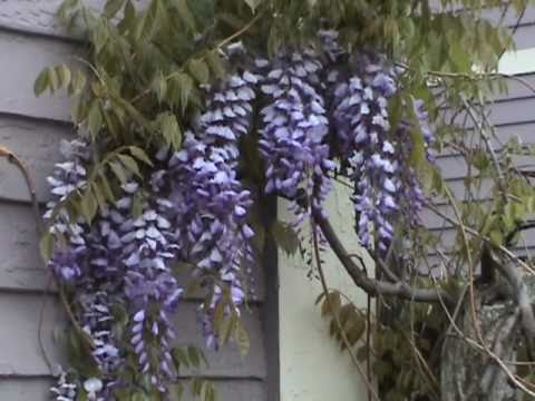 Edible Plants Wisteria