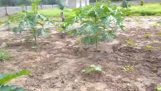 Red Lady Papaya Farm In The Gambia
