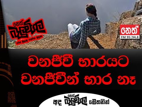 Neth Fm Balumgala |  Wildlife Lokanthaya (2018-11-28)