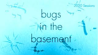 Bugs In The Basement - Periplaneta Fuliginosa aka The Smokybrown Cockroach