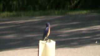 Eastern Bluebird Muscicapidae Sialia Sialis Male