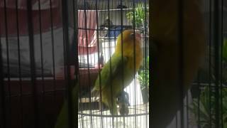 Tweety Love bird balibu part 3