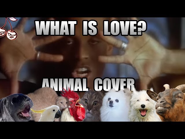 Haddaway – What Is Love (Animal Cover) - Video