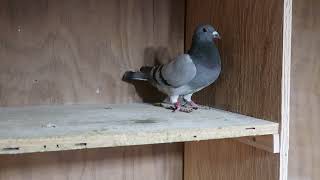 Kittel Powerball 9000 A Kittel Racing Pigeon With Mive Potential