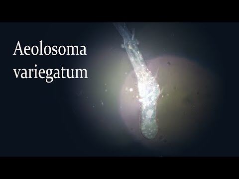 Header of Aeolosoma variegatum