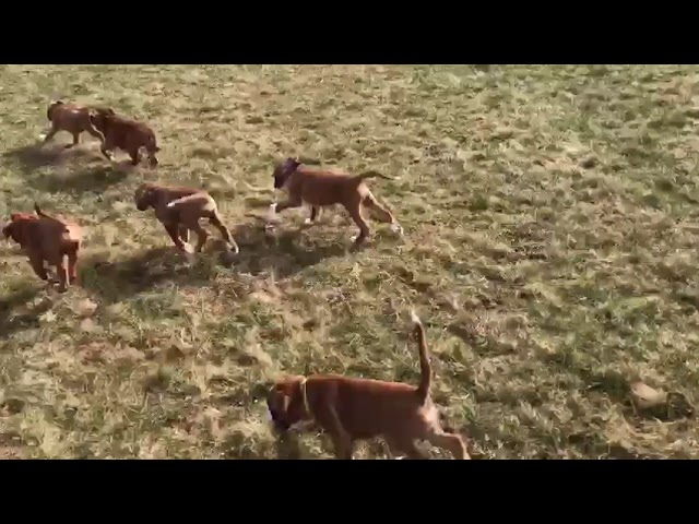 Videos vom B-Wurf