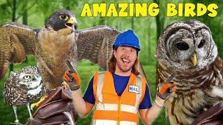 Birds of Prey with Handyman Hal | Falcons, Hawks, and Owls