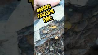 400 Million Years Old Devonian Fossil Layer