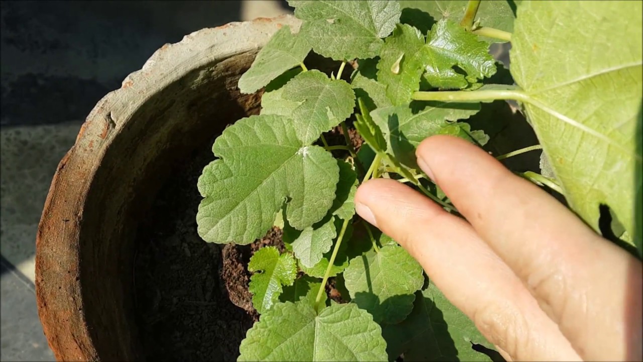 growing anjeer fig tree from seed update from sprout to growing trees from seeds