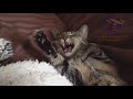 Hard TRY NOT TO LAUGH CHALLENGE - Funny ANIMAL compilation
